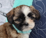 Small #2 Shih Tzu