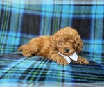 Small #6 Cavapoo (Miniature)