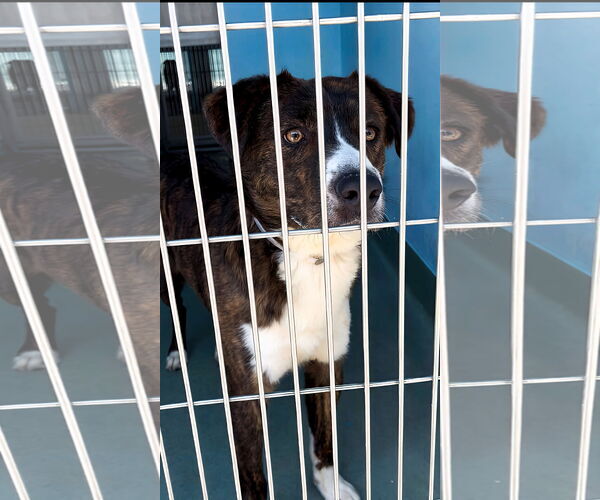 Medium Photo #1 Australian Shepherd-Unknown Mix Puppy For Sale in Pasadena, CA, USA