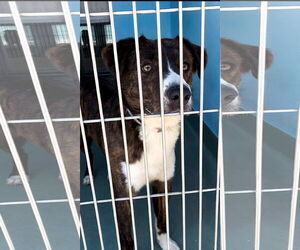 Australian Shepherd-Unknown Mix Dogs for adoption in Pasadena, CA, USA