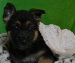 Small Photo #4 German Shepherd Dog Puppy For Sale in RISING SUN, IN, USA