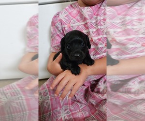 Dachshund-Poodle (Toy) Mix Puppy for sale in GREENWOOD, WI, USA