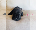 Small Photo #6 Cane Corso Puppy For Sale in OKLAHOMA CITY, OK, USA