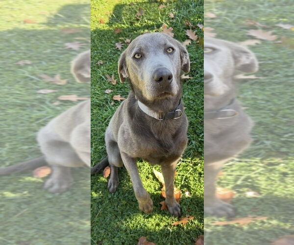 Medium Photo #2 Labrador Retriever Puppy For Sale in Benton, PA, USA