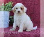 Small #4 Goldendoodle (Miniature)