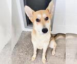 Small #1 German Shepherd Dog Mix