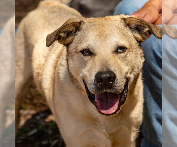 Medium Photo #25 Anatolian Shepherd-Unknown Mix Puppy For Sale in Canton, CT, USA