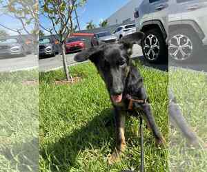 German Shepherd Dog Dogs for adoption in Plantation, FL, USA