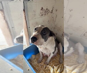 Mutt Dogs for adoption in Las Vegas, NM, USA