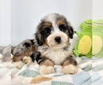 Small #1 Miniature Bernedoodle