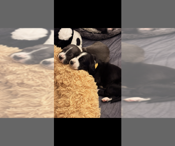 Medium Photo #11 Basset Hound-Great Dane Mix Puppy For Sale in KEANSBURG, NJ, USA