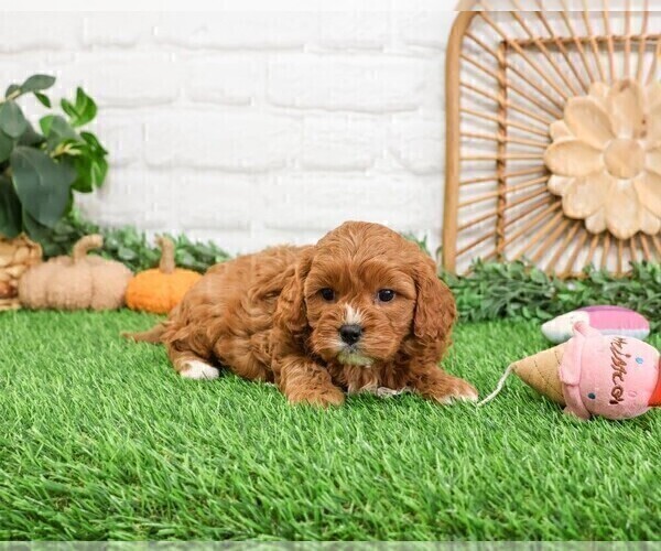 Medium Photo #21 Cavapoo (Miniature) Puppy For Sale in SYRACUSE, IN, USA