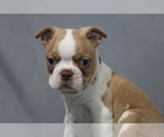 Small #4 Boston Terrier