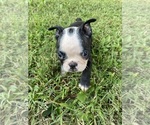 Small #10 Boston Terrier