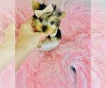 Small #11 Yorkshire Terrier