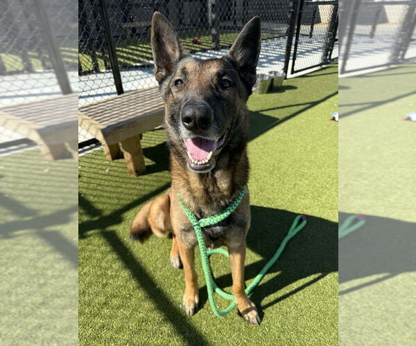 Medium Photo #2 German Shepherd Dog-Unknown Mix Puppy For Sale in Imlay City, MI, USA