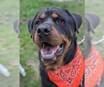 Small Photo #6 Rottweiler Puppy For Sale in Hillsboro, NH, USA