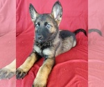 Small Photo #3 German Shepherd Dog Puppy For Sale in HOLDEN, MO, USA