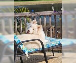 Collie-Huskies  Mix Dogs for adoption in Scottsboro, AL, USA