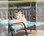 Small Photo #1 Collie-Huskies  Mix Puppy For Sale in Scottsboro, AL, USA