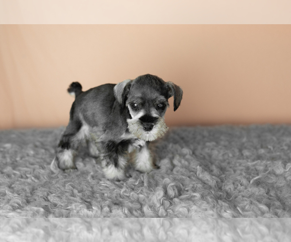 Medium Photo #4 Schnauzer (Miniature) Puppy For Sale in MILLERSBURG, IN, USA