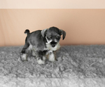 Small Photo #28 Schnauzer (Miniature) Puppy For Sale in MILLERSBURG, IN, USA