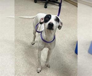 American Pit Bull Terrier-Unknown Mix Dogs for adoption in Riverside, CA, USA