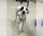 Small American Pit Bull Terrier Mix