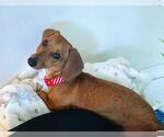 Small #1 Dachshund