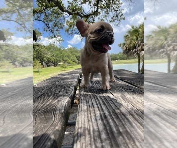 Medium Photo #5 French Bulldog Puppy For Sale in LAUD LAKES, FL, USA