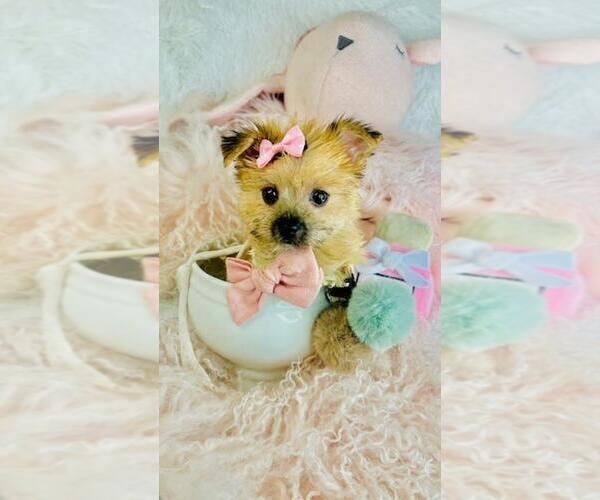 Medium Photo #9 Morkie Puppy For Sale in SOUTH PALM BEACH, FL, USA