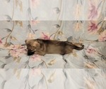 Small Photo #45 German Shepherd Dog Puppy For Sale in ANKENY, IA, USA