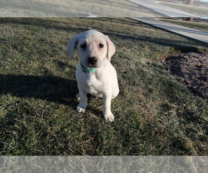 Labrador Retriever Puppy for sale in INDIANAPOLIS, IN, USA