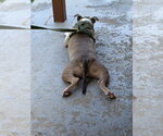 Small #5 American Staffordshire Terrier Mix