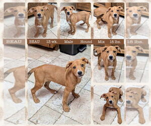 Mutt Dogs for adoption in Mesa, AZ, USA
