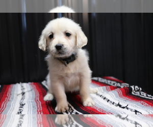 English Cream Golden Retriever Puppy for sale in SHILOH, OH, USA