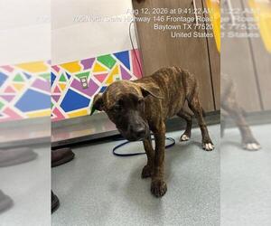 Labrador Retriever-Unknown Mix Dogs for adoption in Baytown, TX, USA