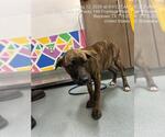 Small Labrador Retriever Mix