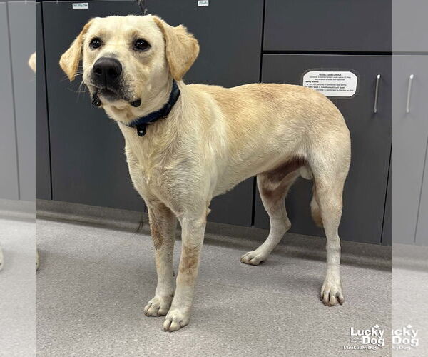 Medium Photo #1 Labrador Retriever-Unknown Mix Puppy For Sale in Washington, DC, USA