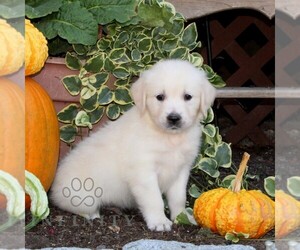 English Cream Golden Retriever Puppy for sale in QUARRYVILLE, PA, USA