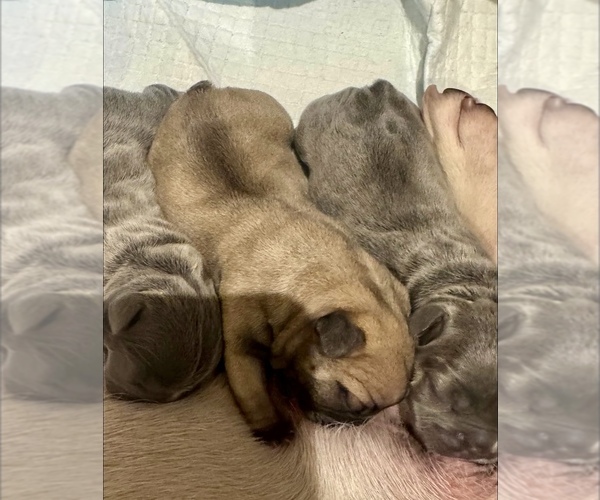 Medium Photo #1 French Bulldog Puppy For Sale in CHINO, CA, USA