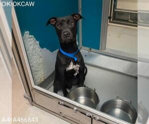 Mutt Dogs for adoption in Oklahoma City, OK, USA