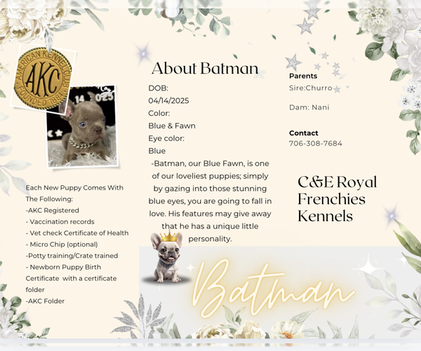 Medium Photo #8 French Bulldog Puppy For Sale in ATHENS, GA, USA