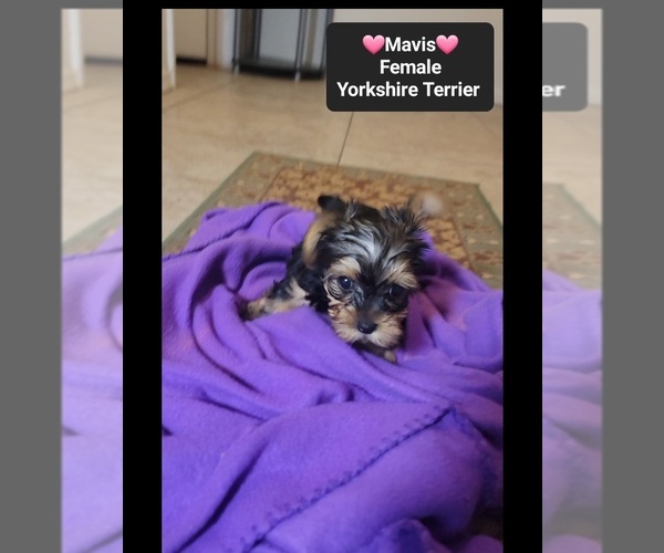 Medium Photo #3 Yorkshire Terrier Puppy For Sale in TUCSON, AZ, USA