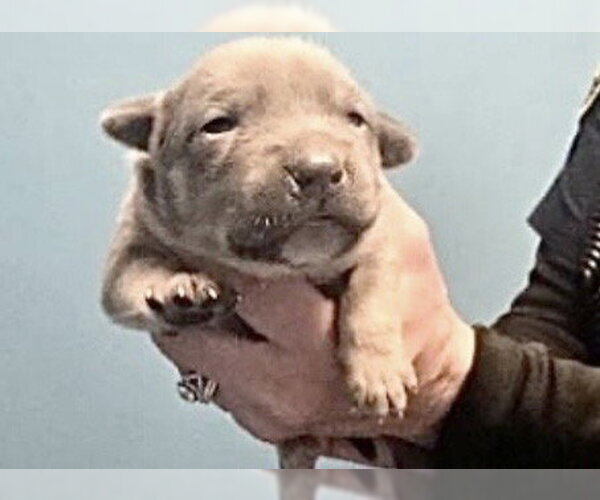 Medium Photo #2 Mutt Puppy For Sale in Houston, TX, USA