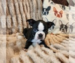 Small Photo #5 Boston Terrier Puppy For Sale in STRASBURG, OH, USA