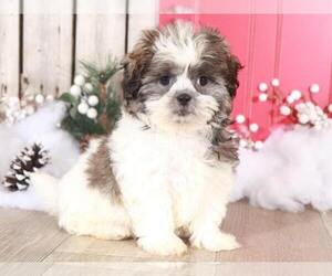 Zuchon Puppy for sale in MOUNT VERNON, OH, USA