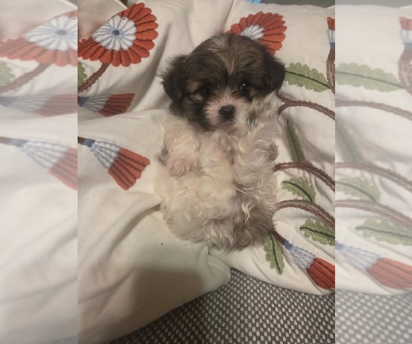 Medium Photo #39 Maltipom Puppy For Sale in HUDSON, MA, USA