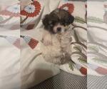 Small #38 Maltipom
