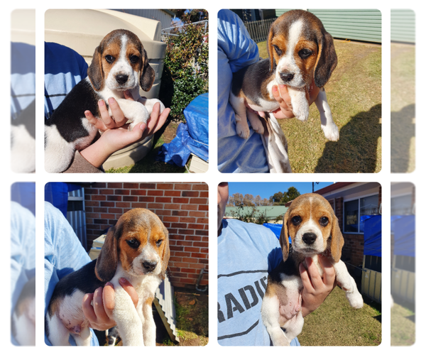 Medium Photo #1 Beagle Puppy For Sale in Glen Innes, New South Wales, Australia